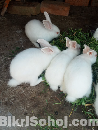 খরগোশ গুলো বিক্রি করবো